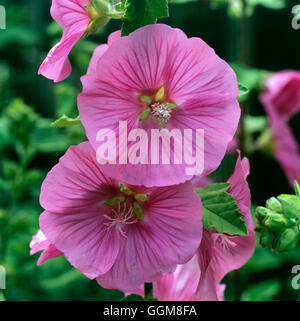 Lavatera x clementii - `Bredon Springs' AGM   TRS102762 Stock Photo
